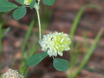 Trifolium nigrescens, Medicago lupulina, Trifolium campestre